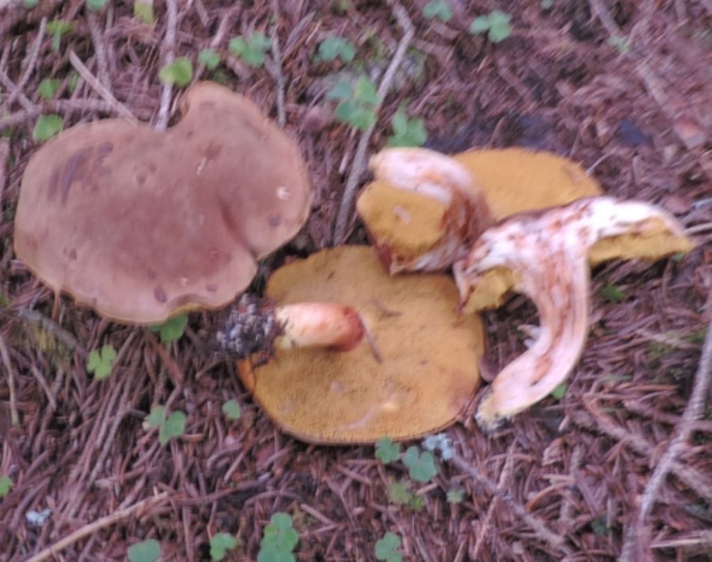 Xerocomus vecchiotto